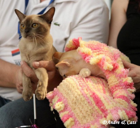 19-20 мая 2012 г,, Москва, WCF (FOREST CAT SHOW 2012)